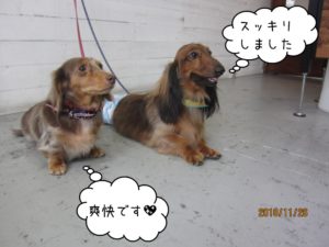 仲良しミニチュアダックス