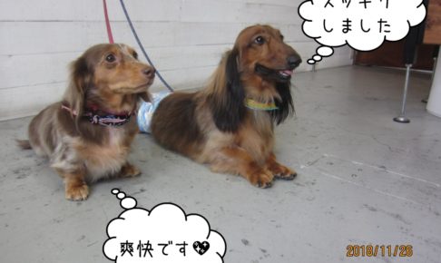 仲良しミニチュアダックス