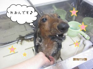 シャンプー中ミニチュアダックス