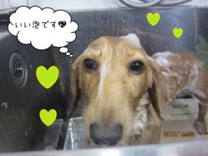 シャンプー中ミニチュアダックス