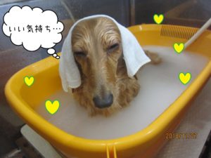 スパ中ミニチュアダックス