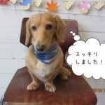 おすましミニチュアダックス