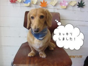 おすましミニチュアダックス