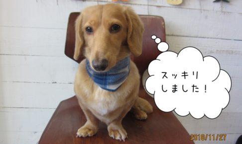 おすましミニチュアダックス