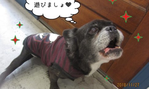 上を向くミックス