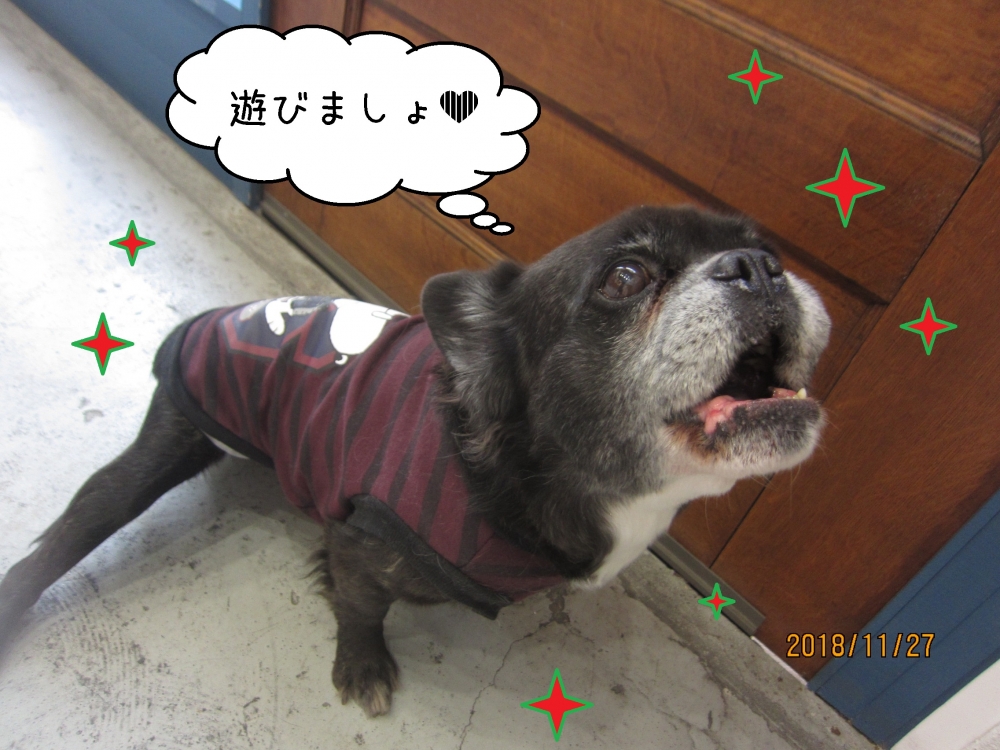 上を向くミックス