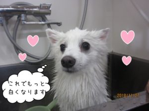 シャンプー中スピッツ