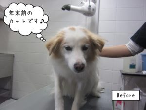 カット前ミックス