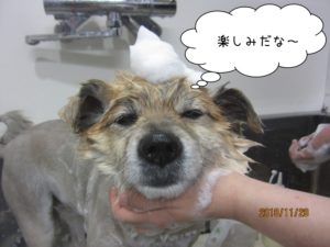 シャンプー中ミックス