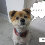 おすまし上目遣いミックス