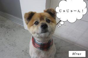 おすまし上目遣いミックス