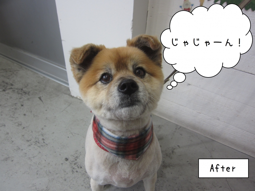 おすまし上目遣いミックス