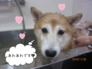 シャンプー中豆柴