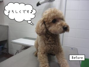 カット前トイプードル