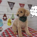 えっへんトイプードル