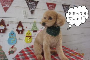 えっへんトイプードル