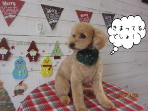 えっへんトイプードル