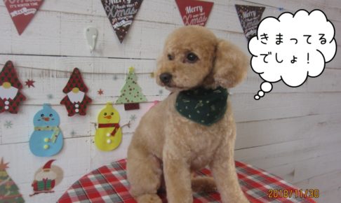 えっへんトイプードル