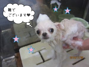 シャンプー中チワワ