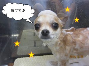 シャンプー中チワワ