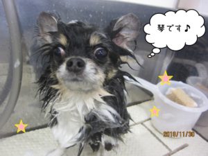 シャンプー中チワワ