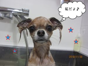シャンプー中チワワ