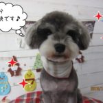 おすましMシュナ