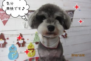 おすましMシュナ