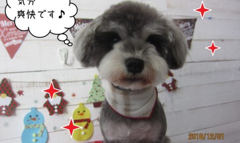 おすましMシュナ