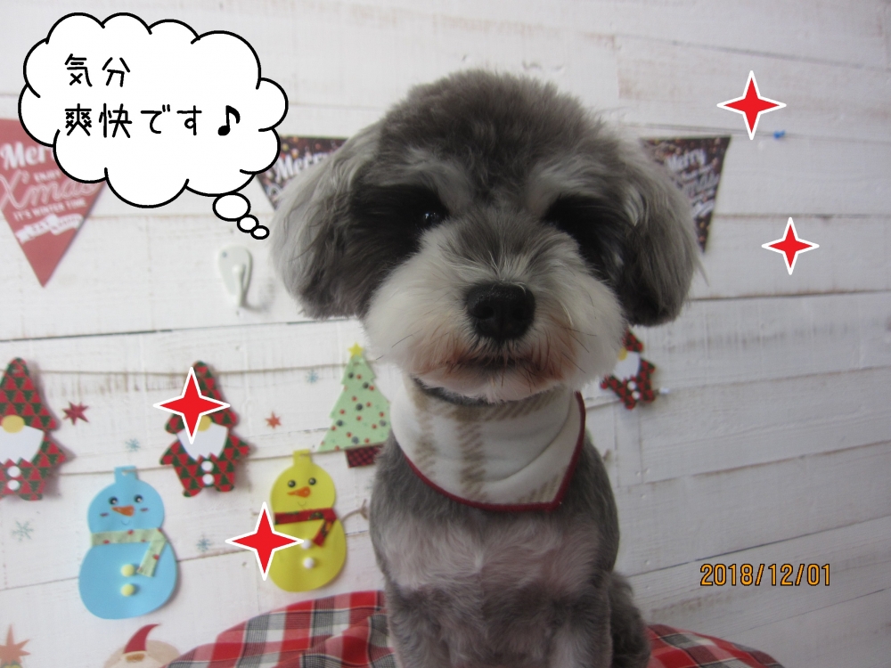 おすましMシュナ