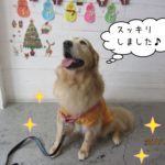 笑顔ゴールデンレトリバー