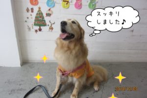 笑顔ゴールデンレトリバー