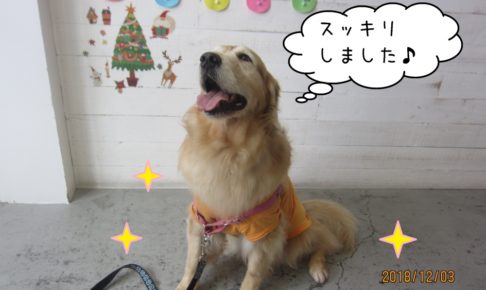 笑顔ゴールデンレトリバー