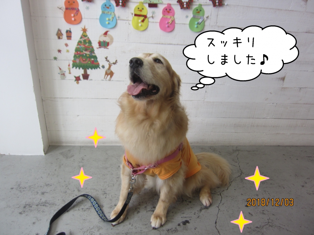 笑顔ゴールデンレトリバー