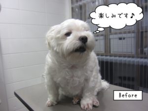 カット前マルチーズ