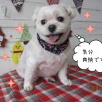 笑顔マルチーズ