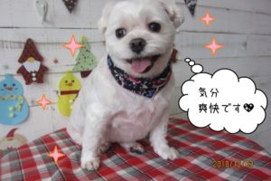 笑顔マルチーズ