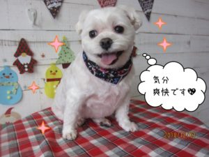 笑顔マルチーズ