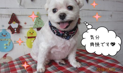 笑顔マルチーズ