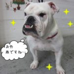 すっきりイングリッシュブルドッグ