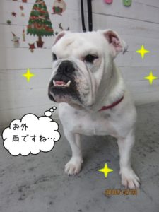 すっきりイングリッシュブルドッグ