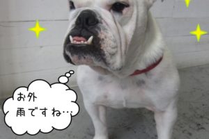 すっきりイングリッシュブルドッグ