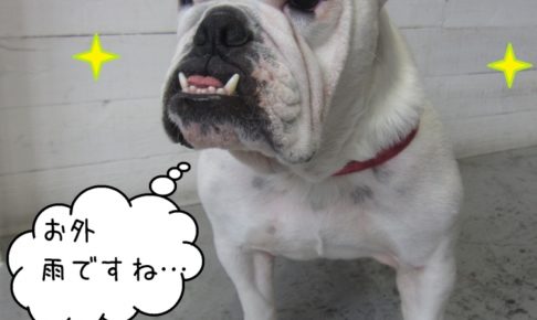 すっきりイングリッシュブルドッグ