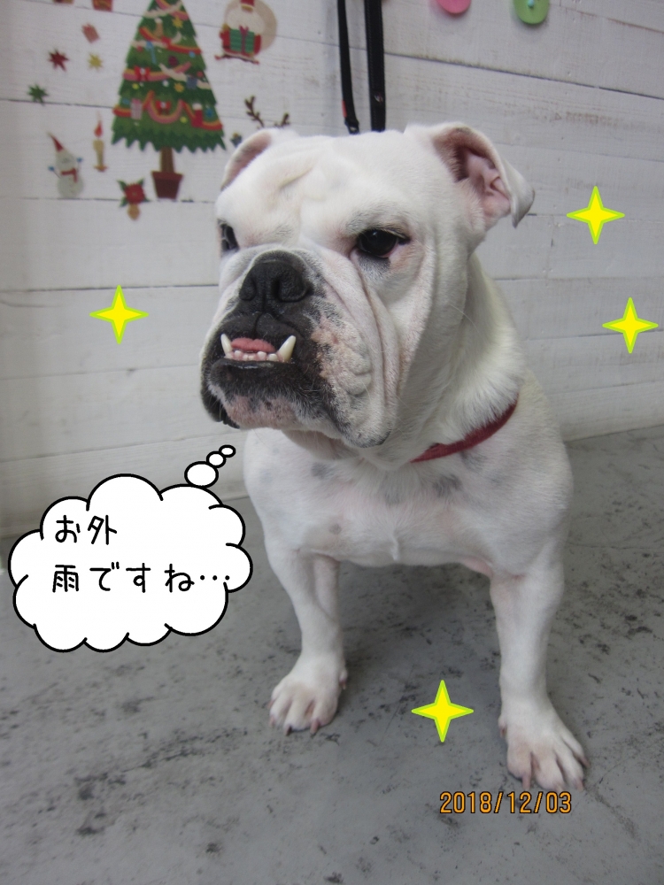 すっきりイングリッシュブルドッグ
