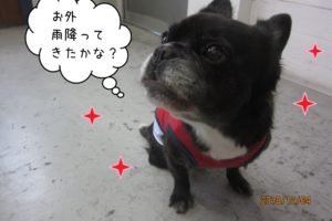 おすましミックス