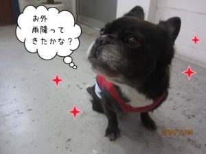 おすましミックス