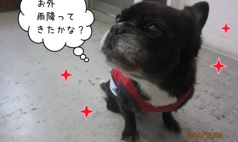 おすましミックス