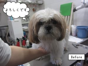 カット前シーズー