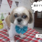 おすましシーズー