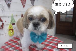 おすましシーズー